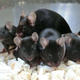 La descendencia sana, e incluso una generación posterior de ratones, se derivaron de los espermatozoides espaciales.